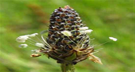 خواص بارهنگ در طب سنتی ؛ فواید بارهنگ با عرق نعنا در طب سنتی خواص بارهنگ در طب سنتی ؛ فواید بارهنگ با عرق نعنا در طب سنتی