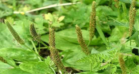 خواص بارهنگ در لاغری ؛ فواید مصرف بارهنگ برای چربی سوزی بدن