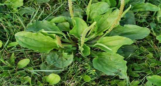 خواص بارهنگ و عرق نعناع و ایا ترکیب بارهنگ و نعناع برای گوارش مفیده خواص بارهنگ و عرق نعناع ؛ ایا ترکیب بارهنگ و نعناع برای گوارش مفیده