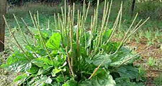 خواص بارهنگ و نعنا و استفاده از دمنوش بارهنگ و نعنا برای معده خواص بارهنگ و نعنا ؛ استفاده از دمنوش بارهنگ و نعنا معده