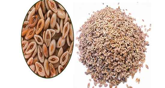 خواص بارهنگ چیست ؛ فواید مصرف بارهنگ برای معده چیست