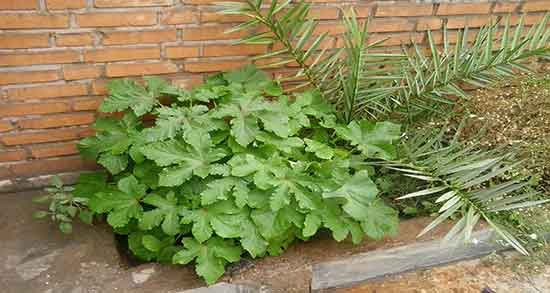 خواص بامیه برای زنان باردار ؛ فواید مصرف بامیه برای زنان باردار چیست خواص بامیه برای زنان باردار ؛ فواید مصرف بامیه برای زنان باردار چیست