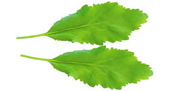 خواص بذر شاهی با خرما و ایا ترکیب بذر شاهی با خرما برای بدن مفیده خواص بذر شاهی با خرما ؛ ایا ترکیب بذر شاهی با خرما برای بدن مفیده