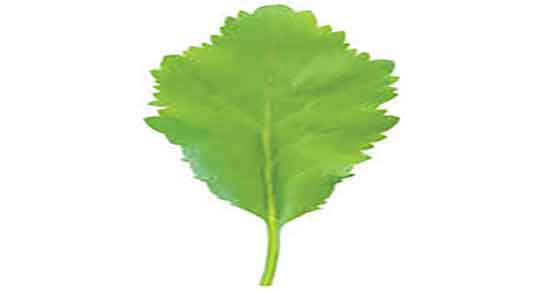 خواص بذر شاهی برای استخوان ؛ فواید بذر شاهی برای شکستگی استخوان