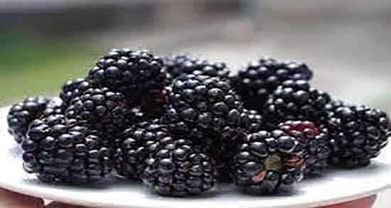 خواص برگ شاه توت ؛ فواید مصرف برگ شاه توت برای درمان کم خونی خواص برگ شاه توت ؛ فواید مصرف برگ شاه توت برای درمان کم خونی