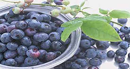 خواص بلوبری برای مغز ؛ ایا مصرف بلوبری باعث تقویت حافظه میشود
