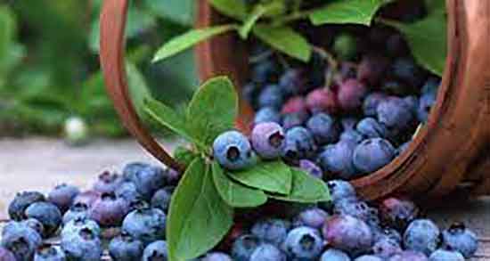 خواص بلوبری برای پوست ؛ فواید مصرف بلوبری برای پوست صورت
