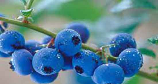 خواص بلوبری برای کودکان ؛ فواید مصرف بلوبری برای تقویت بدن کودکان خواص بلوبری برای کودکان ؛ فواید مصرف بلوبری برای تقویت بدن کودکان