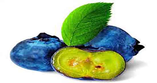 خواص بلوبری و لاغری ؛ زمان مصرف دمنوش بلوبری برای چربی سوزی خواص بلوبری و لاغری ؛ زمان مصرف دمنوش بلوبری برای چربی سوزی