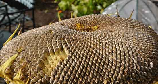 خواص تخمه آفتابگردان برای زنان باردار ؛ تخمه آفتابگردان برای زن باردار خواص تخمه آفتابگردان برای زنان باردار ؛ تخمه آفتابگردان برای زن باردار