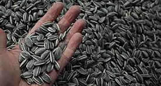 خواص تخمه آفتابگردان برای مو ؛ فواید تخمه آفتابگردان برای تقویت مو خواص تخمه آفتابگردان برای مو ؛ فواید تخمه آفتابگردان برای تقویت مو