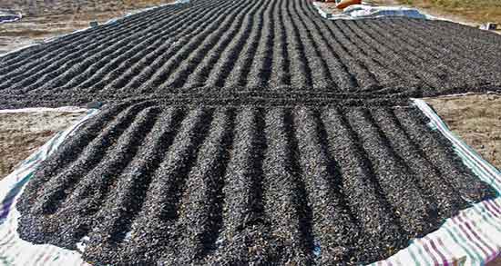 خواص تخمه آفتابگردان برای پوست صورت ؛ تخمه آفتابگردان خام برای پوست خواص تخمه آفتابگردان برای پوست صورت ؛ تخمه آفتابگردان خام برای پوست