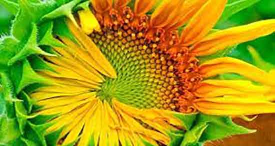 خواص تخمه آفتابگردان برای چاقی صورت ؛ آیا تخمه چاق کننده است خواص تخمه آفتابگردان برای چاقی صورت ؛ آیا تخمه چاق کننده است