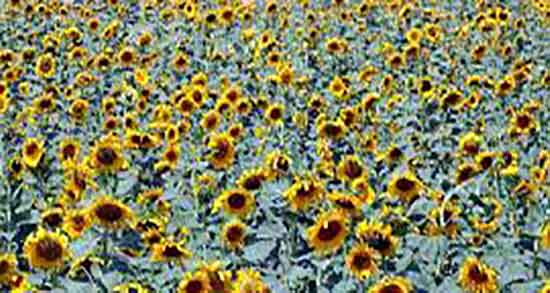 خواص تخمه آفتابگردان برای کودک ؛ خاصیت تخمه آفتابگردان برای نوزاد خواص تخمه آفتابگردان برای کودک ؛ خاصیت تخمه آفتابگردان برای نوزاد