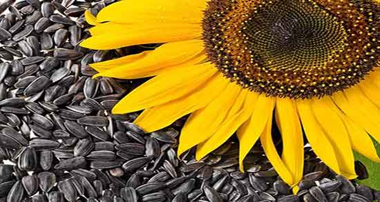 خواص تخمه آفتابگردان بو داده ؛ فواید تخمه آفتابگردان بو داده برای کبد خواص تخمه آفتابگردان بو داده ؛ فواید تخمه آفتابگردان بو داده برای کبد