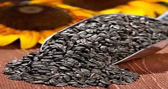 خواص تخمه آفتابگردان در بارداری ؛ فواید تخمه افتابگردان برای زنان باردار خواص تخمه آفتابگردان در بارداری ؛ فواید تخمه افتابگردان برای زنان باردار