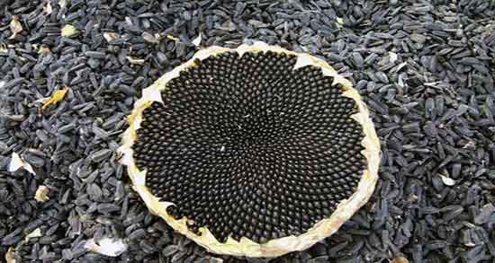 خواص تخمه آفتابگردان در بدنسازی ؛ فواید مصرف تخمه افتابگردان چیست خواص تخمه آفتابگردان در بدنسازی ؛ فواید مصرف تخمه افتابگردان چیست