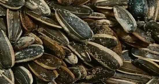 خواص تخمه آفتابگردان در لاغری ؛ فواید تخمه آفتابگردان برای لاغری بدن