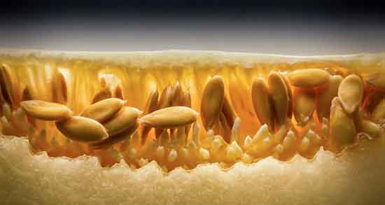 خواص تخمه خربزه برای اسپرم ؛ فواید مصرف پوست خربزه برای تقویت اسپرم خواص تخمه خربزه برای اسپرم ؛ فواید مصرف پوست خربزه برای تقویت اسپرم
