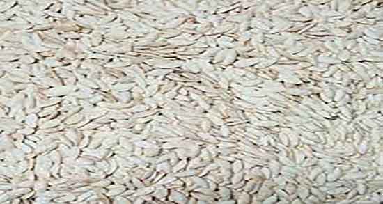 خواص تخمه خربزه یا طالبی ؛ فواید مصرف تخمه خربزه یا طالبی برای بدن خواص تخمه خربزه یا طالبی ؛ فواید مصرف تخمه خربزه یا طالبی برای بدن