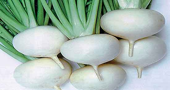 خواص ترب سفید در طب اسلامی ؛ خوردن ترب سفید از نظر طب اسلامی خواص ترب سفید در طب اسلامی ؛ خوردن ترب سفید از نظر طب اسلامی