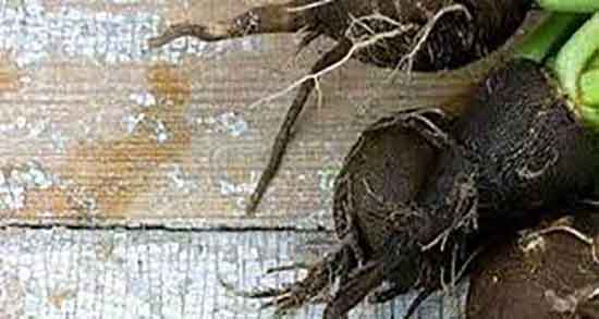 خواص ترب سیاه برای رحم ؛ پاکسازی عفونت رحم با مصرف ترب سیاه خواص ترب سیاه برای رحم ؛ پاکسازی عفونت رحم با مصرف ترب سیاه