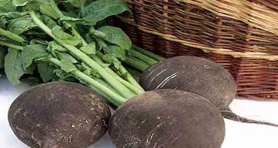 خواص ترب سیاه برای پروستات ؛ ایا ترب سیاه برای پروستات خوب است خواص ترب سیاه برای پروستات ؛ ایا ترب سیاه برای پروستات خوب است