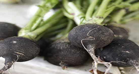 خواص ترب سیاه برای کلیه ؛ فواید مصرف ترب سیاه برای سنگ کلیه خواص ترب سیاه برای کلیه ؛ فواید مصرف ترب سیاه برای سنگ کلیه