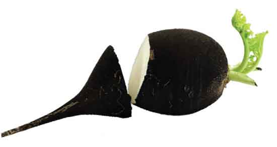 خواص ترب سیاه در بارداری ؛ فواید خوردن ترب سیاه در دوران بارداری خواص ترب سیاه در بارداری ؛ فواید خوردن ترب سیاه در دوران بارداری