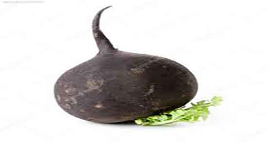 خواص ترب سیاه در طب سنتی ؛ ایا ترب سیاه از نظر طب سنتی مفیده خواص ترب سیاه در طب سنتی ؛ ایا ترب سیاه از نظر طب سنتی مفیده