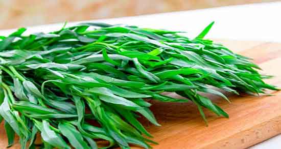 خواص ترخون برای معده ؛ فواید مصرف ترخون برای نفخ معده کودکان خواص ترخون برای معده ؛ فواید مصرف ترخون برای نفخ معده کودکان