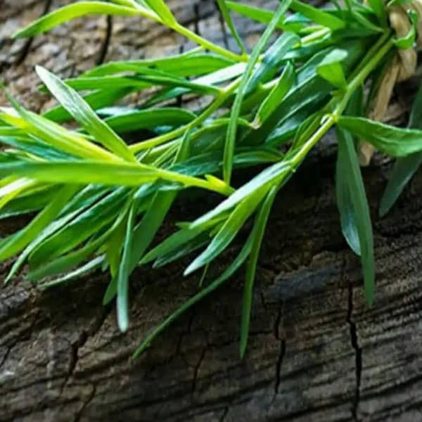 خواص ترخون برای پوست ؛ زیبایی و پاکسازی پوست با ماسک ترخون خواص ترخون برای پوست ؛ زیبایی و پاکسازی پوست با ماسک ترخون