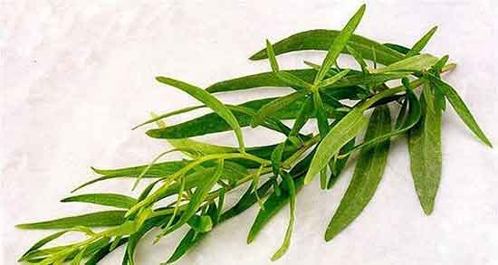 خواص ترخون برای چاقی ؛ ایا دمنوش ترخون از چاقی جلوگیری میکند خواص ترخون برای چاقی ؛ ایا دمنوش ترخون از چاقی جلوگیری میکند