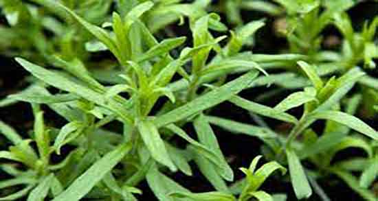 خواص ترخون برای کودکان ؛ فواید ترخون برای رفلاکس معده کودکان خواص ترخون برای کودکان ؛ فواید ترخون برای رفلاکس معده کودکان