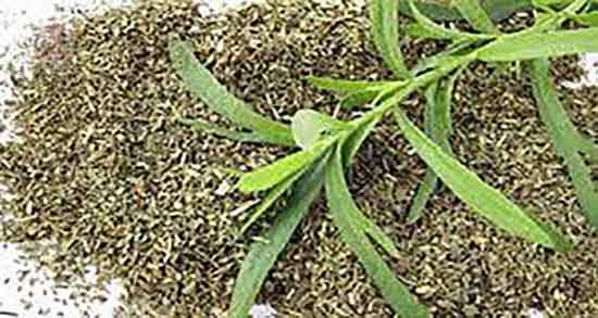 خواص ترخون در بارداری ؛ فواید مصرف ترخون برای زنان باردار چیست خواص ترخون در بارداری ؛ فواید مصرف ترخون برای زنان باردار چیست