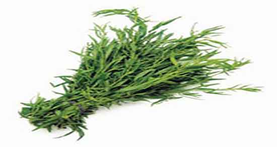 خواص ترخون در لاغری ؛ فواید مصرف ترخون برای چربی سوزی شکم خواص ترخون در لاغری ؛ فواید مصرف ترخون برای چربی سوزی شکم