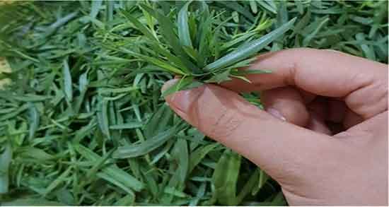 خواص ترخون و ریحان ؛ فواید گیاه ترخون و ریحان برای زیبایی پوست خواص ترخون و ریحان ؛ فواید گیاه ترخون و ریحان برای زیبایی پوست