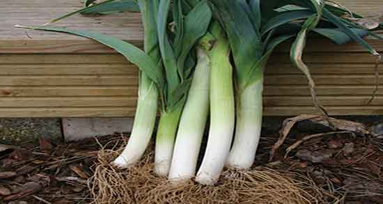 خواص تره فرنگی برای دیابت ؛ فواید مصرف تره فرنگی برای کنترل قند خون خواص تره فرنگی برای دیابت ؛ فواید مصرف تره فرنگی برای کنترل قند خون