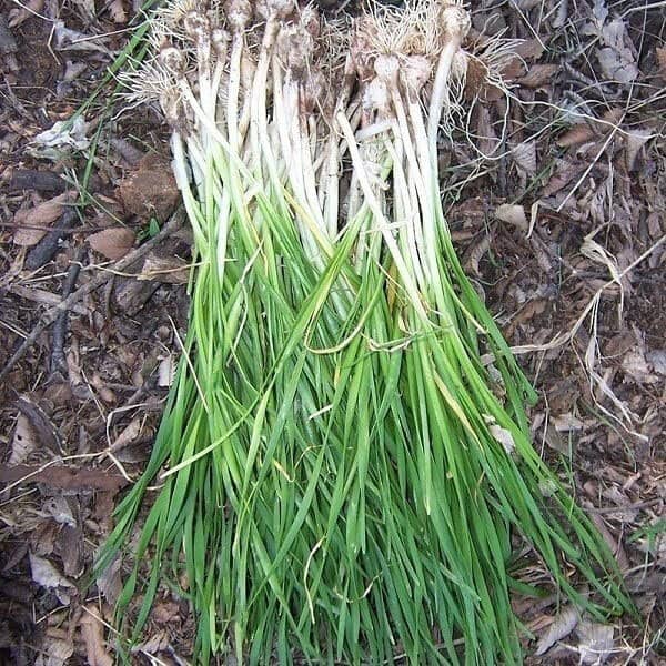 خواص تره کوهی چریش ؛ فواید تره فرنگی چریش ضد عفونی کننده روده ها خواص تره کوهی چریش ؛ فواید تره فرنگی چریش ضد عفونی کننده روده ها