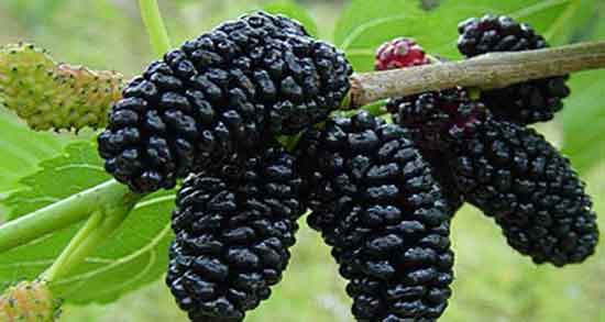 خواص توت برای دیابت ؛ فواید مصرف شاه توت برای کنترل قند خون