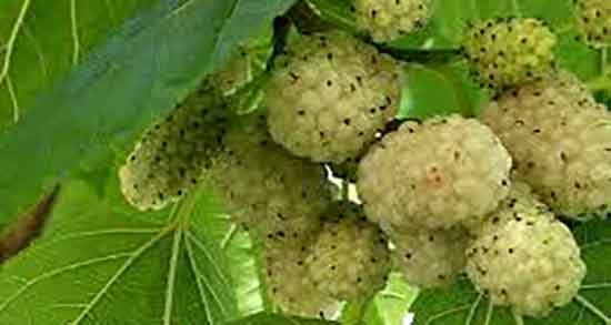 خواص توت برای لاغری و فواید مصرف توت برای چربی سوزی شکم و پهلو خواص توت برای لاغری ؛ فواید مصرف توت برای چربی سوزی شکم و پهلو