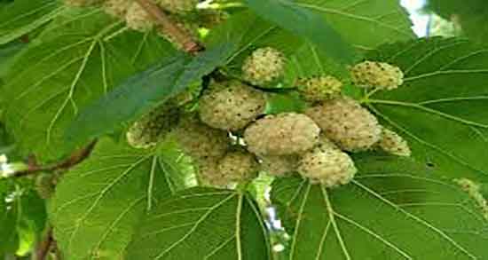 خواص توت برای مو و ایا خوردن توت سفید ریشه مو را تقویت میکند خواص توت برای مو ؛ ایا خوردن توت سفید ریشه مو را تقویت میکند