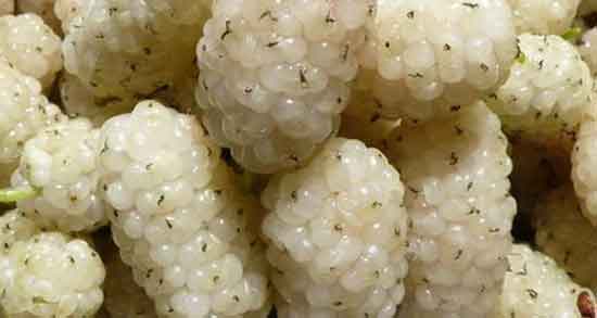 خواص توت برای کبد ؛ درمان چربی کبد با مصرف توت خشک ناشتا