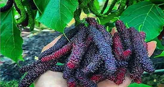 خواص توت برای کودکان ؛ فواید مصرف توت برای درمان یبوست کودکان