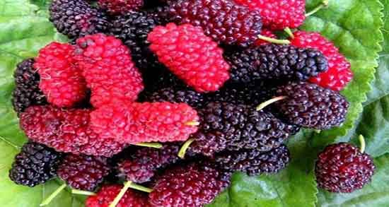 خواص توت در دوران بارداری و فواید مصرف توت برای زنان باردار چیست خواص توت در دوران بارداری ؛ فواید مصرف توت برای زنان باردار چیست