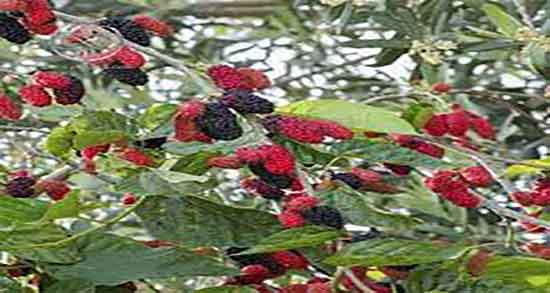 خواص توت و انجیر خشک و فواید مصرف توت و انجیر برای بی خوابی خواص توت و انجیر خشک ؛ فواید مصرف توت و انجیر برای بی خوابی