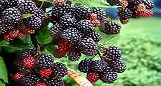 خواص توت و شاتوت و ایا خوردن توت و شاه توت برای اسهال مفیده خواص توت و شاتوت ؛ ایا خوردن توت و شاه توت برای اسهال مفیده