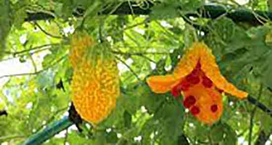 خواص خربزه تلخ برای لاغری ؛ درمان چربی شکم و پهلو با خربزه تلخ خواص خربزه تلخ برای لاغری ؛ درمان چربی شکم و پهلو با خربزه تلخ