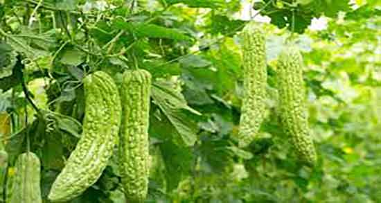 خواص خربزه تلخ برای کبد ؛ فواید مصرف خربزه تلخ برای چری کبد