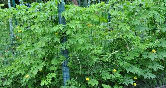 خواص خربزه تلخ در بارداری ؛ فواید مصرف خربزه تلخ برای زنان باردار خواص خربزه تلخ در بارداری ؛ فواید مصرف خربزه تلخ برای زنان باردار